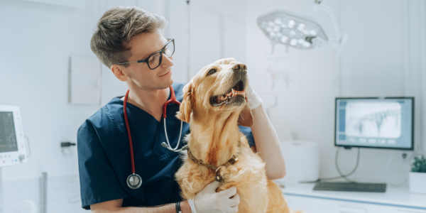 Clínica veterinária, o que fazer com os resíduos contaminantes?