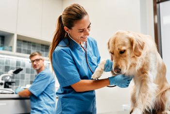 A importância do descarte correto de resíduos veterinários